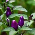 Vegetable Seeds,Garden seeds, Seeds For Planting,Plant Seeds