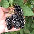 Bunchberry Seeds for Planting – Heirloom, Non-GMO, High Germination Seeds for Organic Home Garden