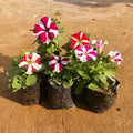 Star Petunia Pink Flower Seeds for Planting - Heirloom, Non-GMO, High Germination Organic Garden Seeds