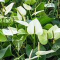 White Anthurium Flower Seeds – Heirloom Non-GMO Seeds for Planting, Organic Garden High Germination Variety