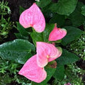 Light Pink Anthurium Flower Seeds – Heirloom, Non-GMO, High Germination Organic Garden Seeds for Borders