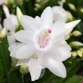 Flower Seeds, Seeds,Seeds For Planting,Plant Seeds