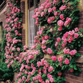 Climbing Rose Flower Seeds – Light Pink Heirloom Non‑GMO Seeds for Planting, High Germination Organic Garden Seeds