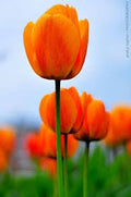 Deep Orange Tulip Flower Seeds - Heirloom, Non-GMO, High Germination Organic Garden Seeds for Planting