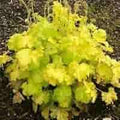 Yellow Heuchera Flower Seeds for Planting - Heirloom, Non-GMO, High Germination, Organic Garden Seeds