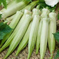 Vegetable Seeds,Garden seeds, Seeds For Planting,Plant Seeds
