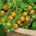 Vegetable Seeds,Garden seeds, Seeds For Planting,Plant Seeds