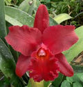 Red Bell Orchid Flower Seeds - Heirloom, Non-GMO, High Germination Organic Garden Seeds for Planting