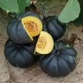 Vegetable Seeds,Garden seeds, Seeds For Planting,Plant Seeds