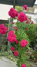 Dark Pink Rose Flower Seeds – Heirloom Non‑GMO Seeds for Planting, Pollinator Friendly High Germination Organic Garden Seeds