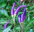 Vegetable Seeds,Garden seeds, Seeds For Planting,Plant Seeds