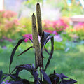Vegetable Seeds,Garden seeds, Seeds For Planting,Plant Seeds