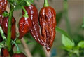 Vegetable Seeds,Garden seeds, Seeds For Planting,Plant Seeds