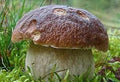 Vegetable Seeds,Garden seeds, Seeds For Planting,Plant Seeds