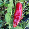 Vegetable Seeds,Garden seeds, Seeds For Planting,Plant Seeds