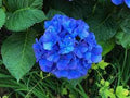 Flower Seeds, Seeds,Seeds For Planting,Plant Seeds
