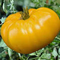 Vegetable Seeds,Garden seeds, Seeds For Planting,Plant Seeds