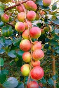 Fruit Seeds,Garden seeds, Seeds For Planting,Plant Seeds