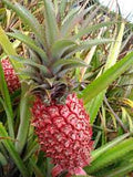 Fruit Seeds,Garden seeds, Seeds For Planting,Plant Seeds