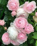 Flower Seeds, Seeds,Seeds For Planting,Plant Seeds