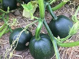 Gem Squash Seeds for Planting – Heirloom Non-GMO Organic Garden Seeds, High Germination, Hardy and Productive Fruits