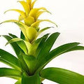 Yellow Bromeliad Tillandsia Flower seeds for Planting - Cut Flower Favorite, Heirloom & GMO Free Seeds for Home Garden