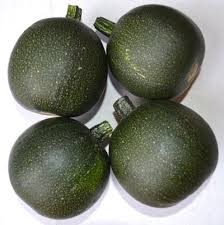 Gem Squash Seeds for Planting – Heirloom Non-GMO Organic Garden Seeds, High Germination, Hardy and Productive Fruits