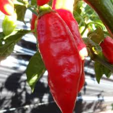 Trinidad Pimento Pepper Seeds for Planting – Heirloom Non-GMO Organic Garden Seeds with High Germination – Mild Aromatic Pepper