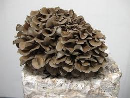 Maitake Mushroom Vegetable Seeds for Planting – Heirloom Non-GMO, High-Yield Organic Gourmet Fungi Spores