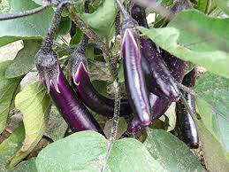 Eggplant Vegetable Seeds for Planting – Heirloom Non‑GMO High Germination Organic Garden Seeds, Glossy Purple