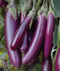Eggplant De Barbentane Seeds for Planting – Heirloom Non-GMO High Germination Vegetable Seeds for Cooking