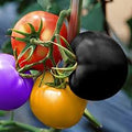 Vegetable Seeds,Garden seeds, Seeds For Planting,Plant Seeds