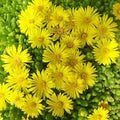 Flower Seeds, Seeds,Seeds For Planting,Plant Seeds