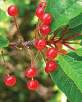 Fruit Seeds,Garden seeds, Seeds For Planting,Plant Seeds