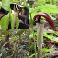 Flower Seeds, Seeds,Seeds For Planting,Plant Seeds