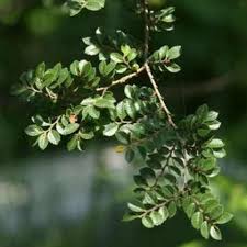 Flower Seeds, Seeds,Seeds For Planting,Plant Seeds