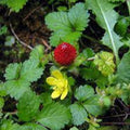 Fruit Seeds,Garden seeds, Seeds For Planting,Plant Seeds