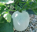 Vegetable Seeds,Garden seeds, Seeds For Planting,Plant Seeds