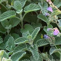 Herb Seeds,Garden seeds, Seeds For Planting,Plant Seeds