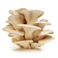 Vegetable Seeds,Garden seeds, Seeds For Planting,Plant Seeds