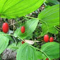 Fruit Seeds,Garden seeds, Seeds For Planting,Plant Seeds