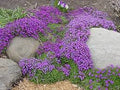 Dark Violet Rock Cress Flower Seeds – Heirloom Non‑GMO, High Germination Organic Garden Seeds for Planting