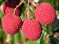 Fruit Seeds,Garden seeds, Seeds For Planting,Plant Seeds