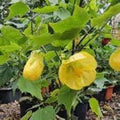 Abutilon Striatum Flower Seeds for Planting – Heirloom, Non-GMO, High Germination Organic Garden Seeds