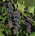 Fruit Seeds,Garden seeds, Seeds For Planting,Plant Seeds