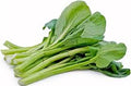 Vegetable Seeds,Garden seeds, Seeds For Planting,Plant Seeds