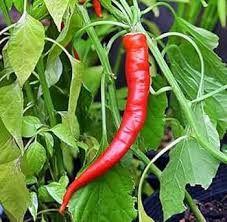 Vegetable Seeds,Garden seeds, Seeds For Planting,Plant Seeds