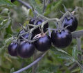 Vegetable Seeds,Garden seeds, Seeds For Planting,Plant Seeds