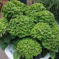 Flower Seeds, Seeds,Seeds For Planting,Plant Seeds