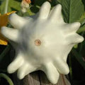 Fruit Seeds,Garden seeds, Seeds For Planting,Plant Seeds